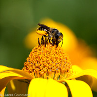 Bees and wasps